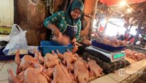 Harga Daging Ayam Hari Ini Rp 40.100 Per Kg, Telur Ayam Rp 31.750 Per Kg