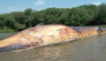 Ikan Paus Balin, Mamalia Laut Yang Bangkainya Terdampar Di Pantai Surabaya