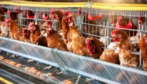 Peluang Usaha di Bidang Budidaya Ternak Unggas Petelur Sangat Besar, Ini Alasannya