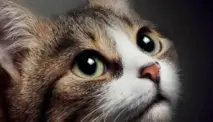 Mengenal Meow A Novel, Buku yang Hanya Berisi Kata Meow dari Awal Hingga Akhir