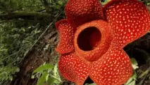10 Tanaman Endemik Indonesia yang Unik dan Terancam Punah