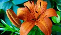 Ember Lily, Tanaman Hias Langka dengan Kelopak Seperti Bara Api
